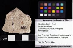 Foto (Objket + Etiketten) von Munidopsidae indet. 